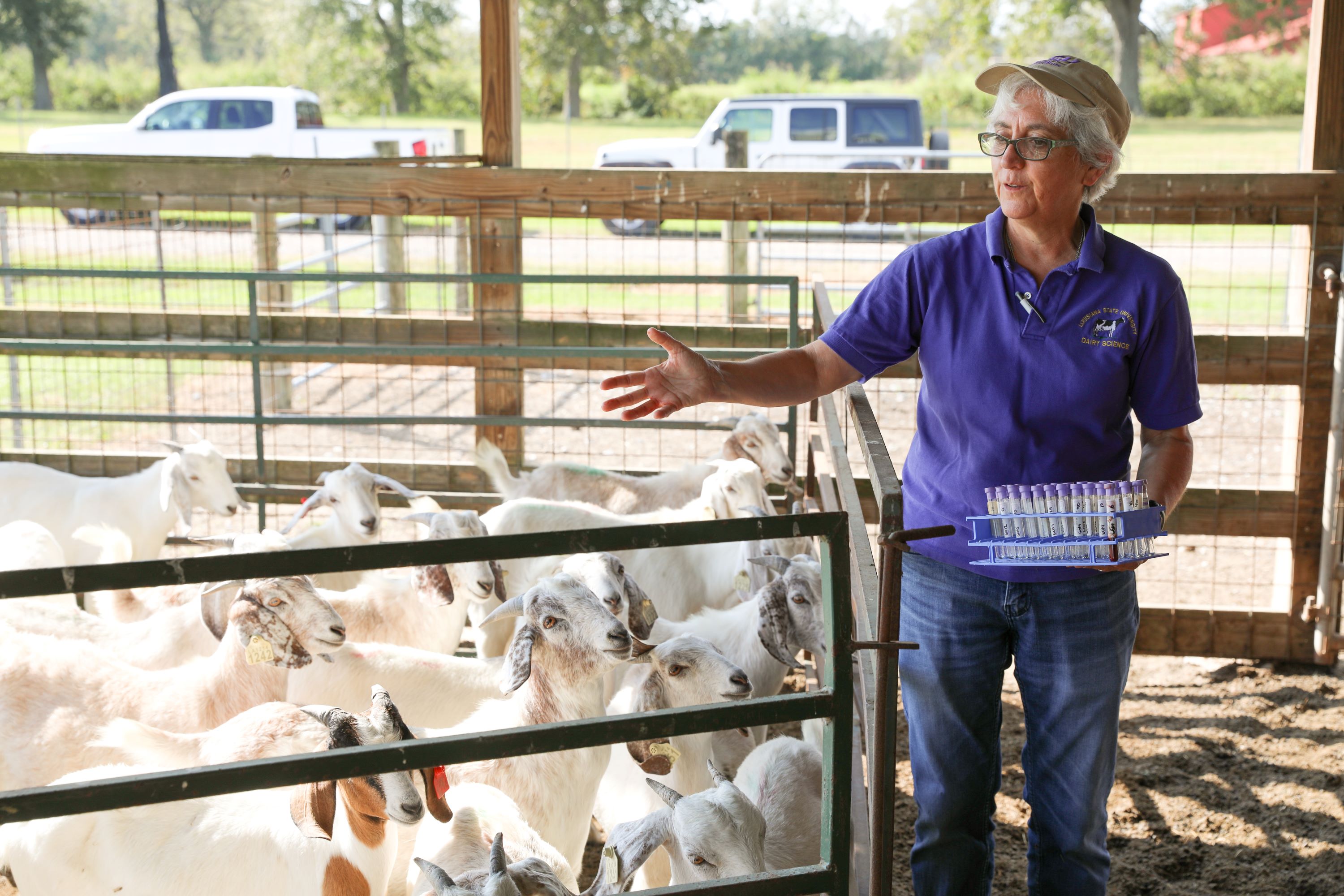 goats in pen