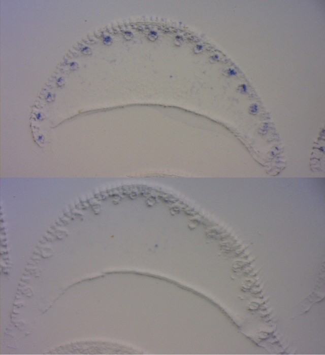 two membranes blotted with leaf midveins