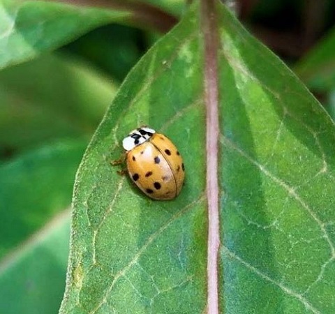 ladybug