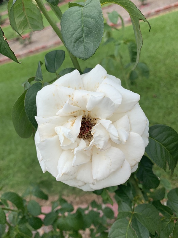 white rose