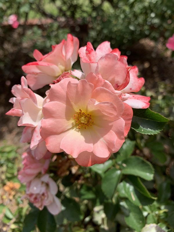 peach rose