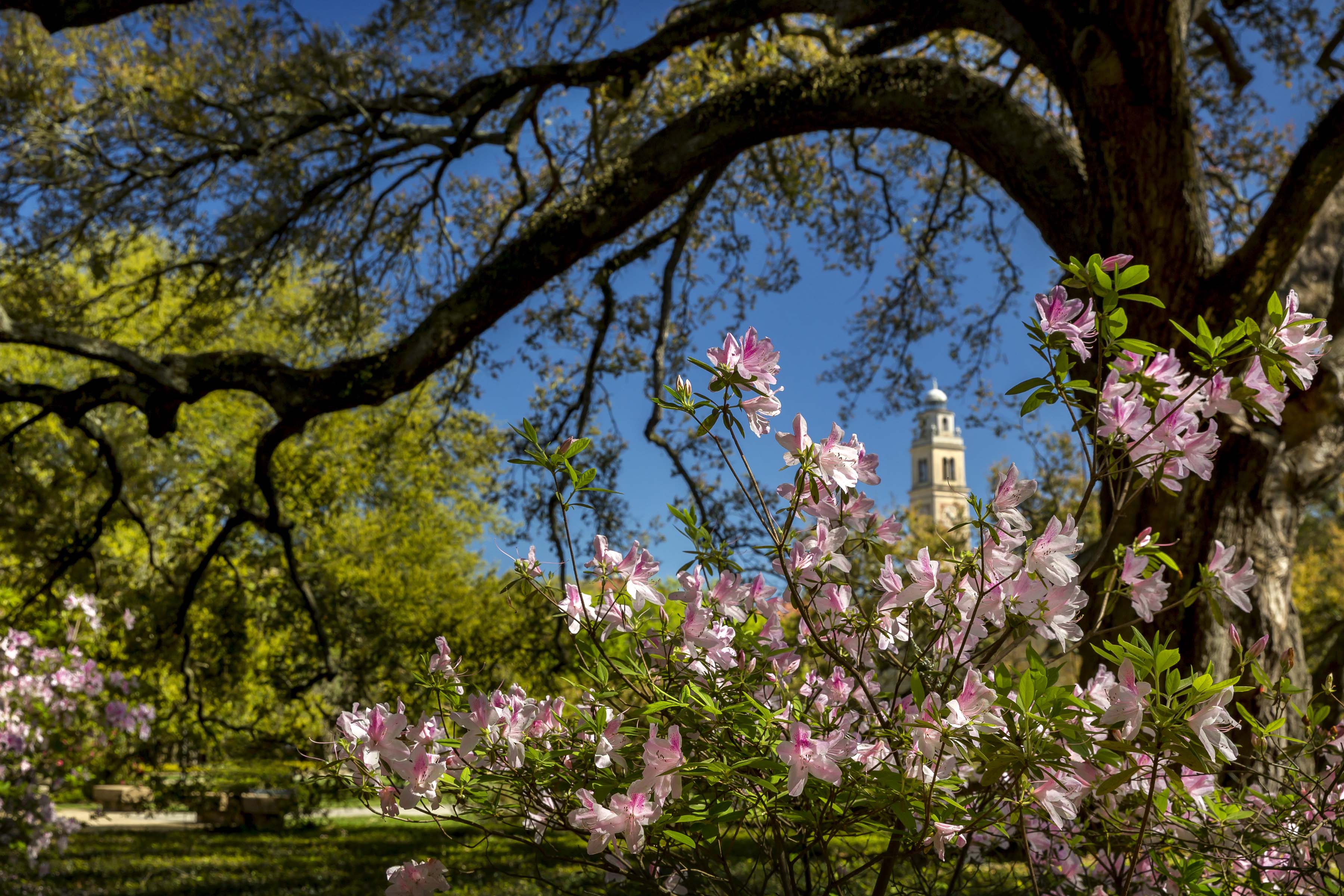 trees and flowers