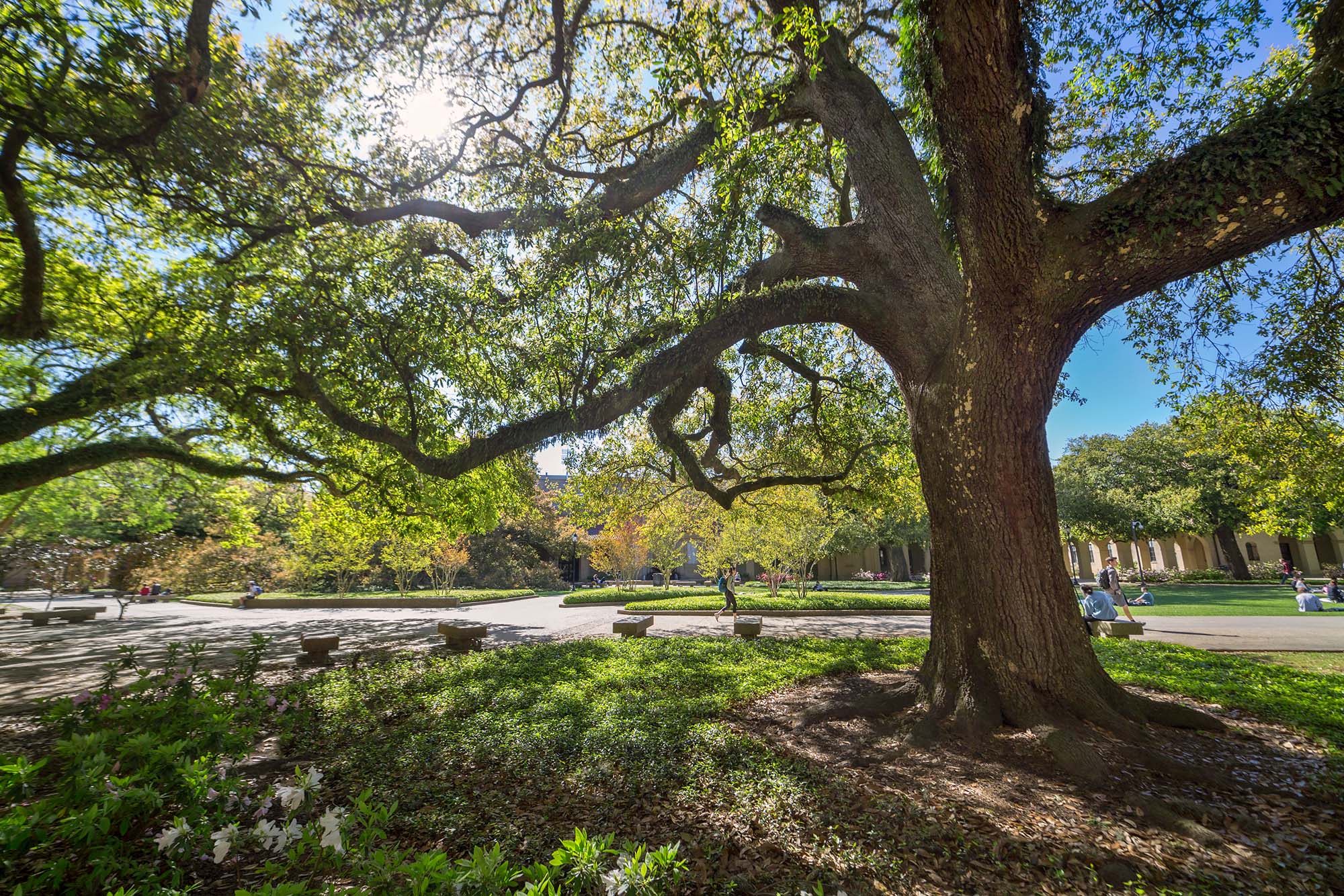 oak tree