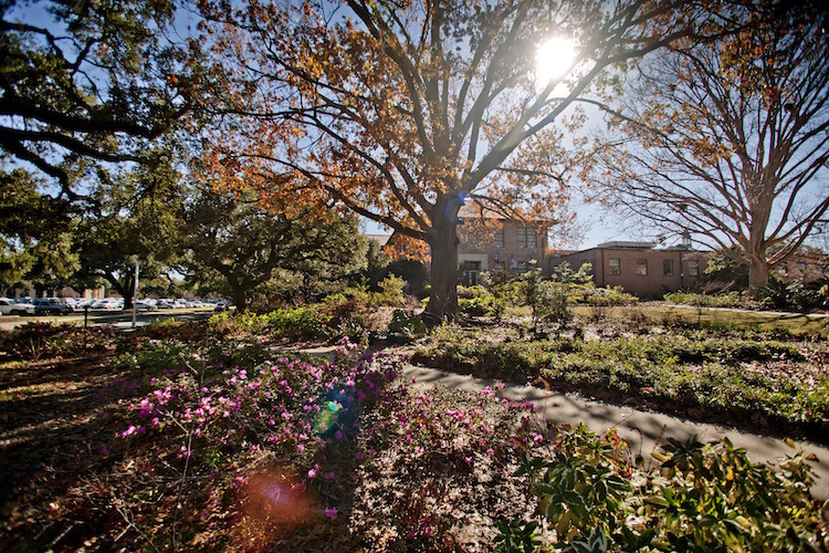 fall tree on campus