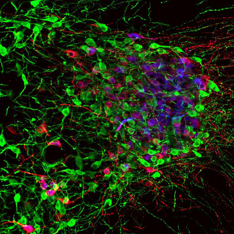 LeicaTCSSP8 Confocal