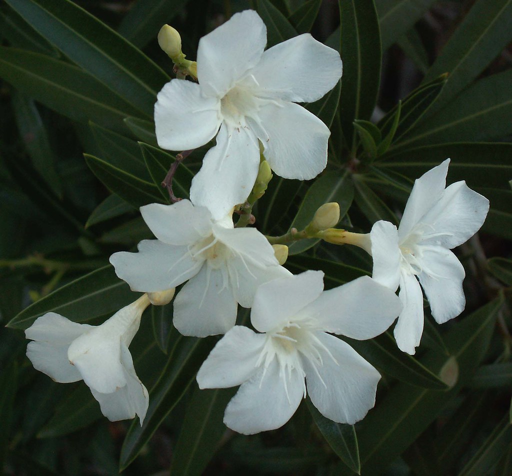 oleander